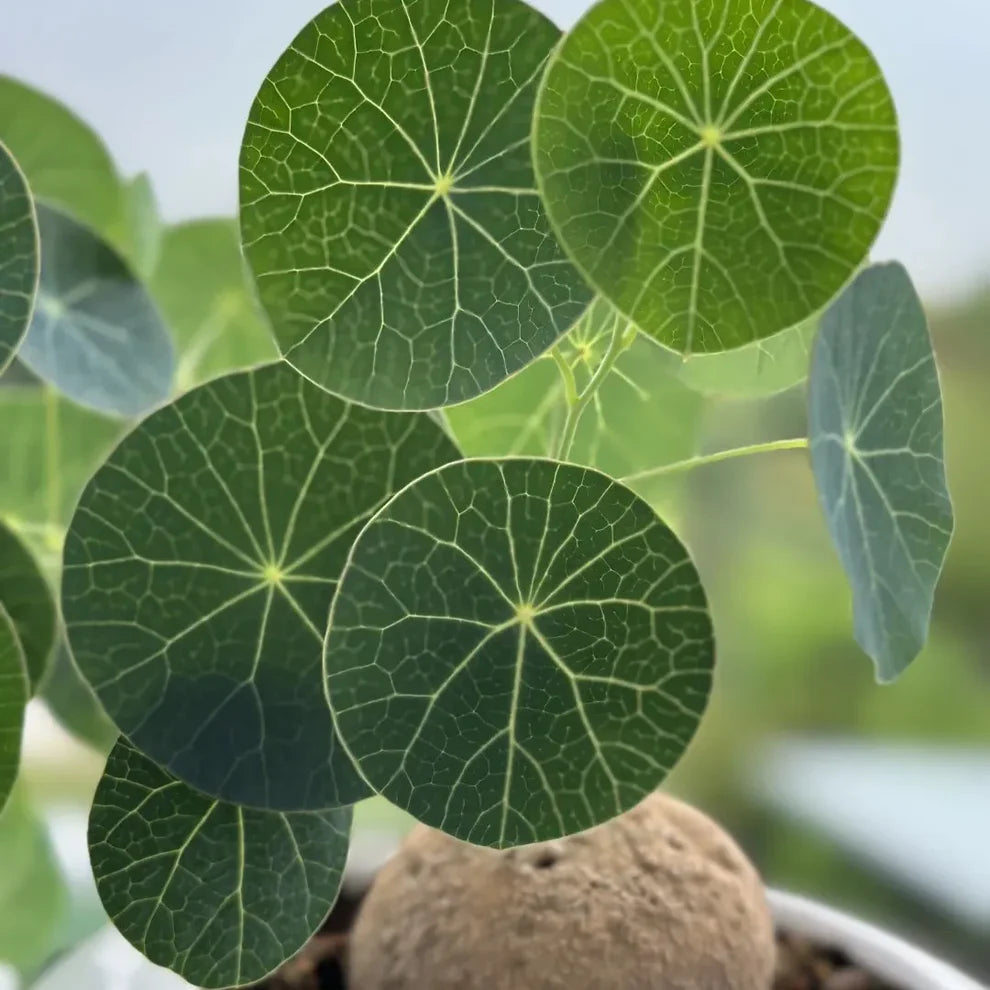 Stephania Erecta: The Everlasting Green Wonder