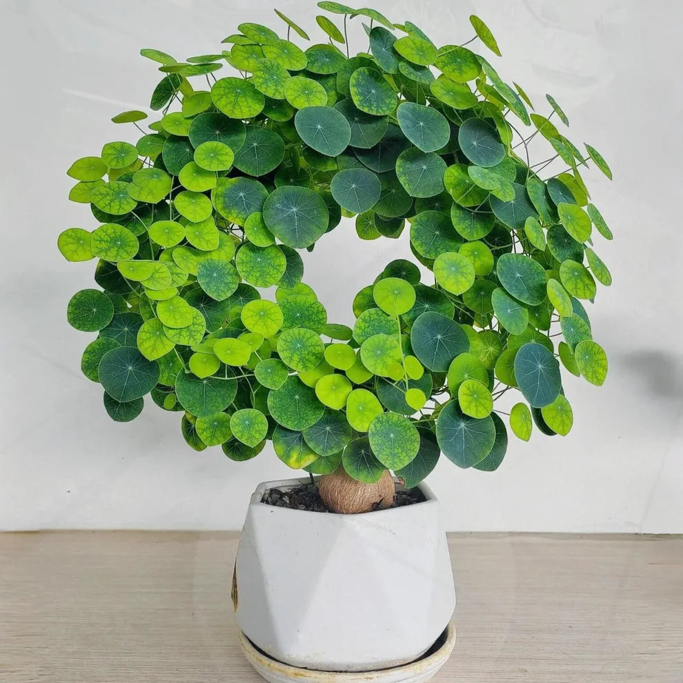 Stephania Erecta: The Everlasting Green Wonder