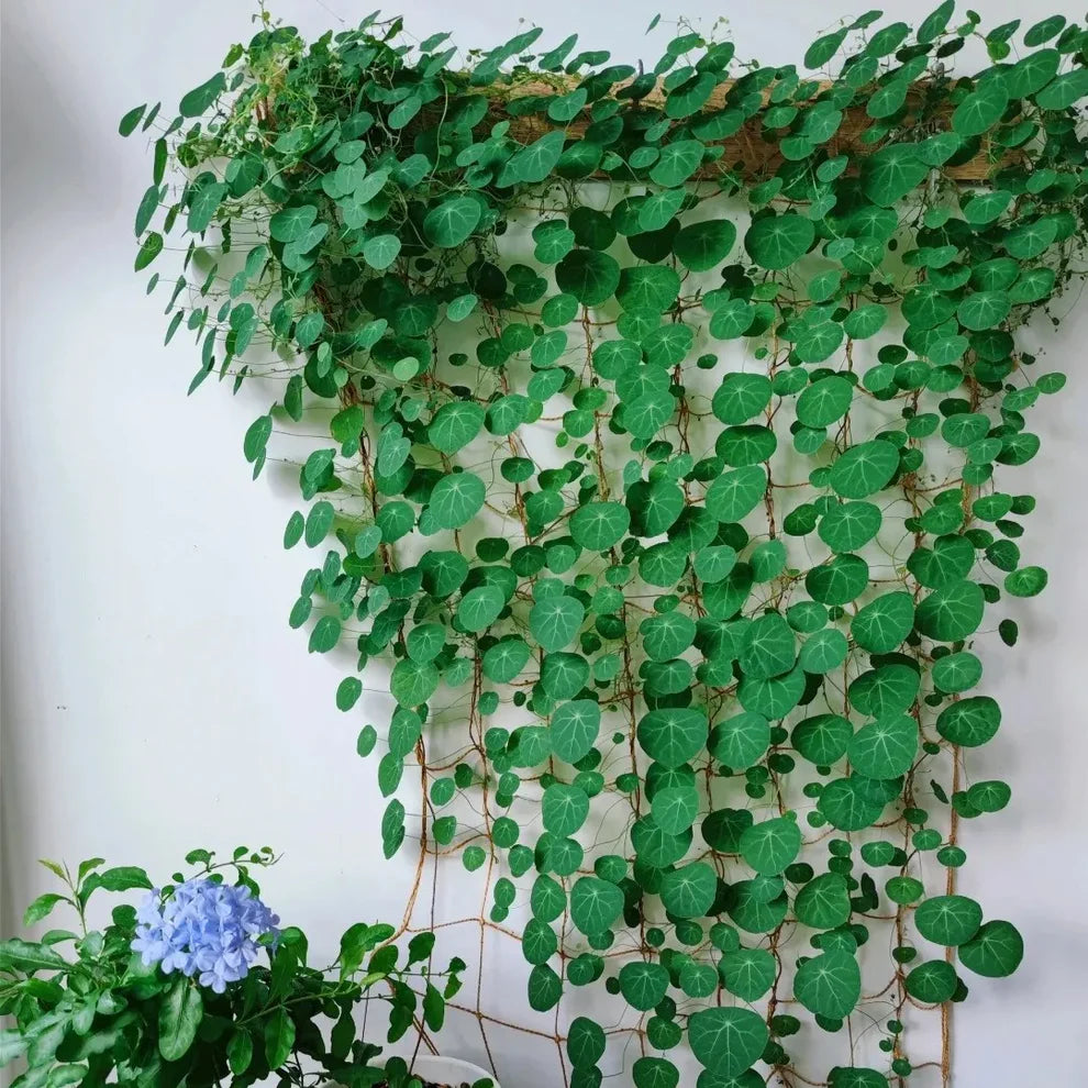 Stephania Erecta: The Everlasting Green Wonder
