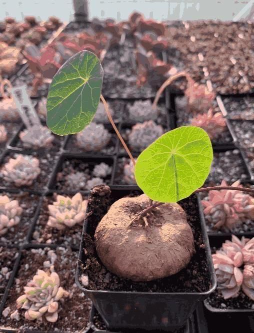 Stephania Erecta: The Everlasting Green Wonder