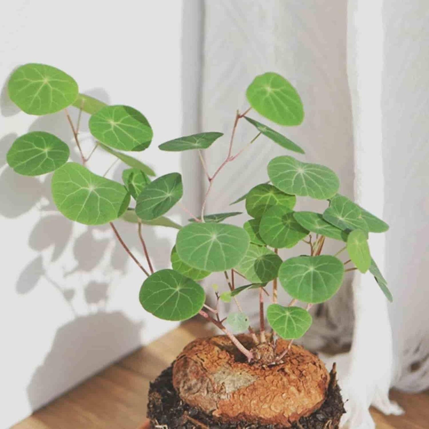 Stephania Erecta: The Everlasting Green Wonder