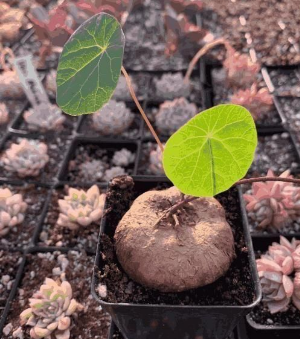 Stephania Erecta: The Everlasting Green Wonder