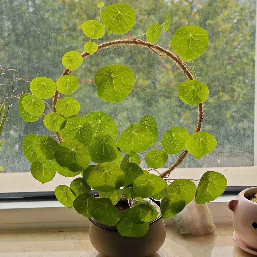 Stephania Erecta: The Everlasting Green Wonder