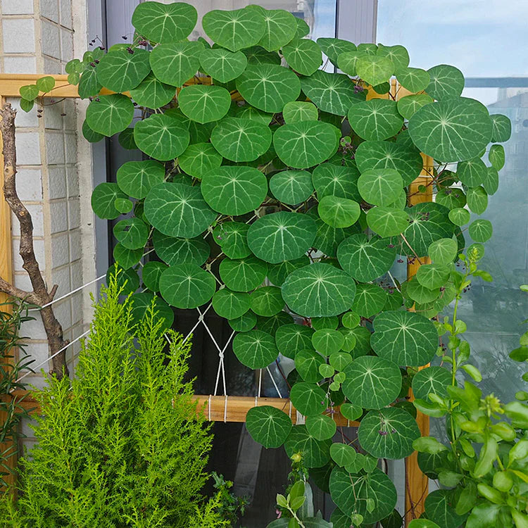 Stephania Erecta: The Everlasting Green Wonder